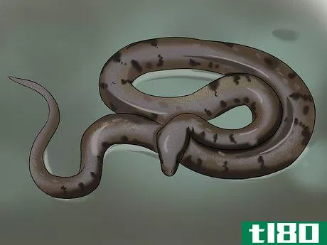 Image titled Identify Garden Snakes Step 2