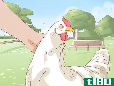Image titled Keep a Pet Chicken Step 11