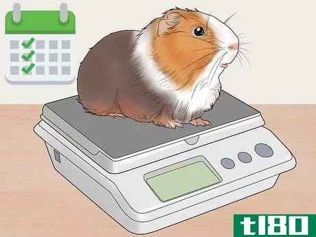 如何让你的豚鼠减肥(get your guinea pig to lose weight)