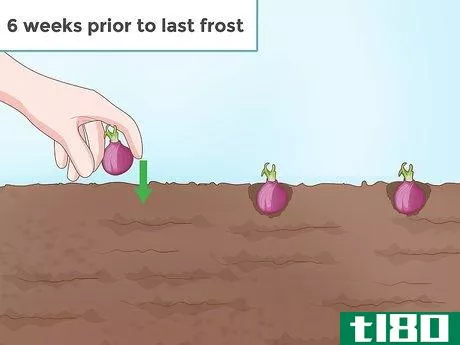 Image titled Grow Onions Step 3