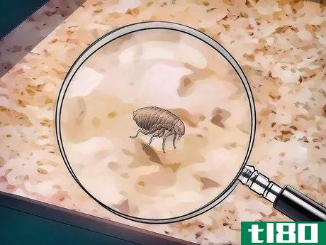 Image titled Get Rid of Fleas on Rats Step 3
