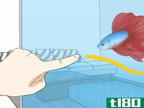 Image titled Grow a Bond With Your Betta Fish Step 9