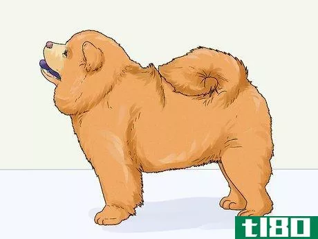 Image titled Identify a Chow Chow Step 6