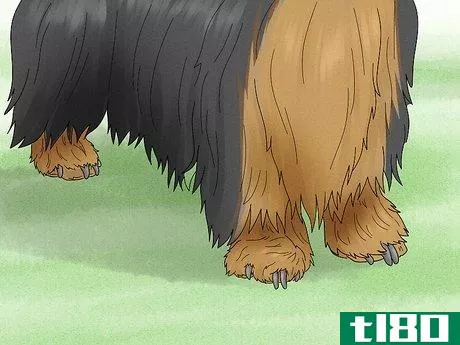 Image titled Identify a Silky Terrier Step 6