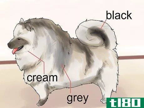 Image titled Identify a Keeshond Step 9