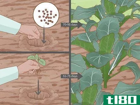 Image titled Grow Kale Step 19