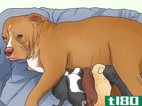 Image titled Know when a Dog Is Done Giving Birth Step 6