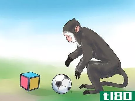 Image titled Keep Capuchin Monkeys As Pets Step 10