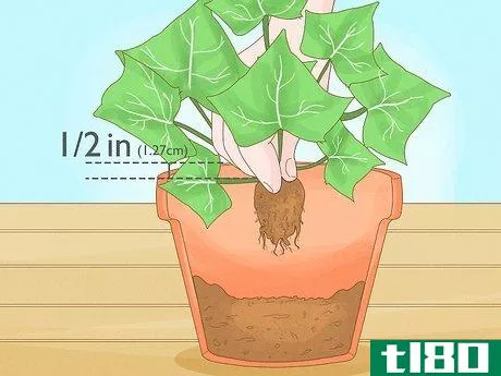 Image titled Grow Ivy in a Pot Step 5
