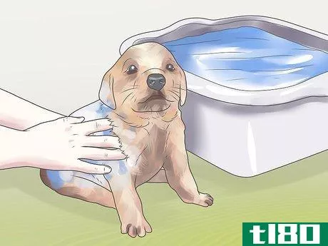 Image titled Get Rid of Fleas on a Puppy Too Young for Normal Medication Step 2