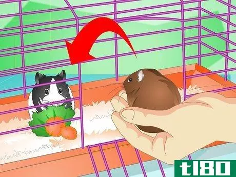 Image titled Keep a Hamster Healthy Step 16