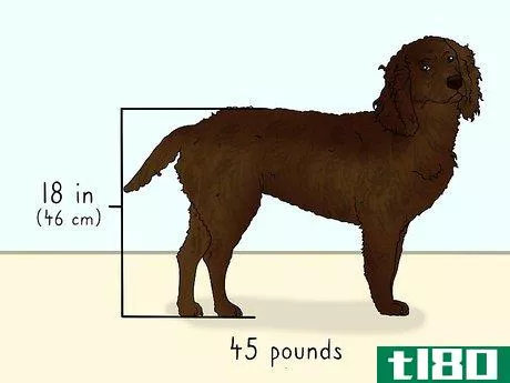 Image titled Identify an American Water Spaniel Step 1