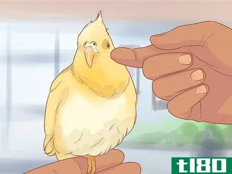 Image titled Keep Your Cockatiel Happy Step 10