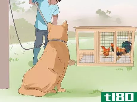 Image titled Introduce a Dog to Pet Chickens Step 12