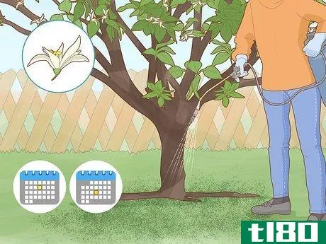 Image titled Identify Lemon Tree Diseases Step 14