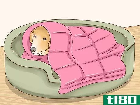 Image titled Keep Dogs Warm in the Winter Step 17