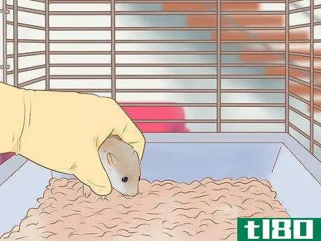Image titled Introduce a New Hamster to Your Home Step 12