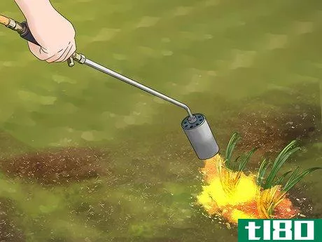 Image titled Get Rid of Weeds Without Killing Grass Step 5
