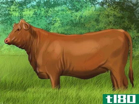 Image titled Identify Brangus Cattle Step 2