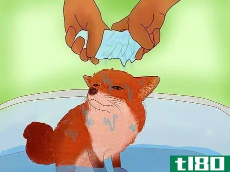 Image titled Groom a Pet Fox Step 5
