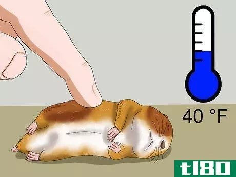 Image titled Get a Hamster out of Hibernation Step 4