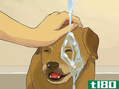 Image titled Give a Small Dog a Bath Step 12