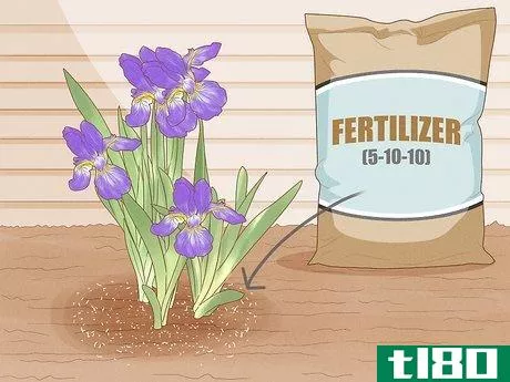 Image titled Grow Bearded Irises Step 11