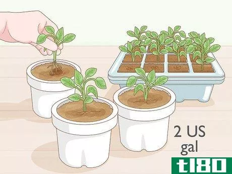 Image titled Grow Tobacco Inside Step 10