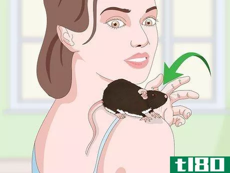 Image titled Keep a Pet Rat Happy by Itself Step 13