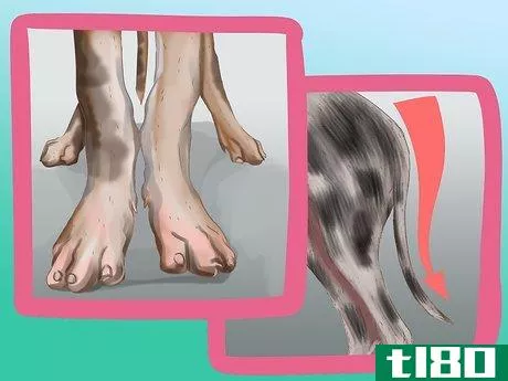 Image titled Identify a Great Dane Step 5