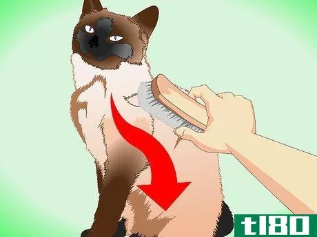 Image titled Groom a Siamese Cat Step 1