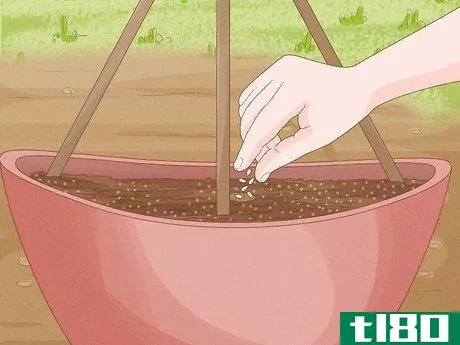 Image titled Grow Cucumbers in Pots Step 10