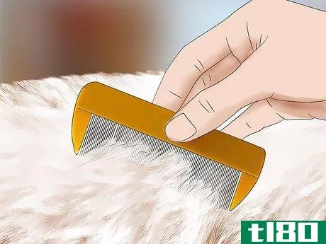 Image titled Get Rid of Fleas Naturally Step 8
