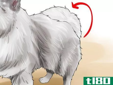 Image titled Identify a Keeshond Step 8