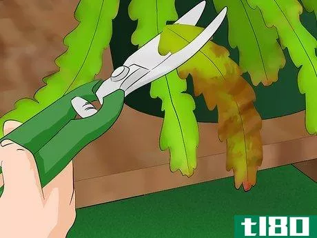 Image titled Grow Epiphyllum Cactus Step 12