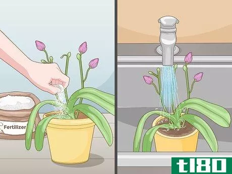 Image titled Get Orchids to Rebloom Step 13