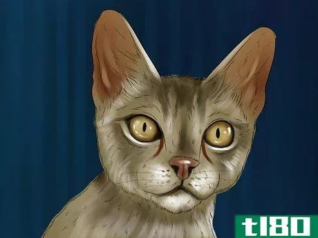 Image titled Identify a Singapura Cat Step 4