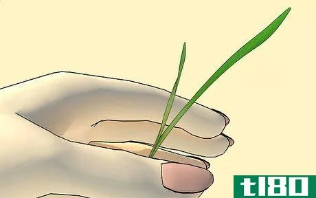 Image titled Grow Wheatgrass at Home Step 8