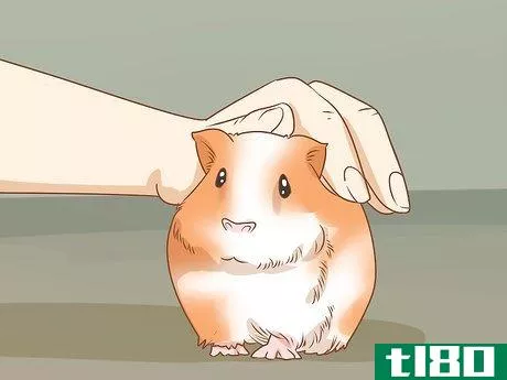 Image titled Get Your Guinea Pig to Eat a Treat Out of Your Hand Step 1