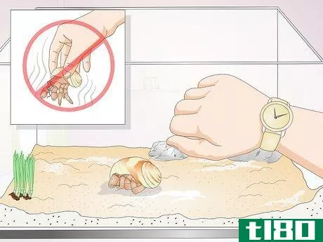 Image titled Hold a Hermit Crab Step 7