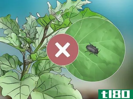 Image titled Grow Eggplant Step 14