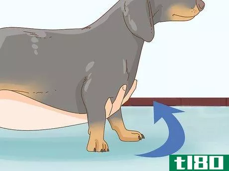 Image titled Hold a Dachshund Properly Step 1