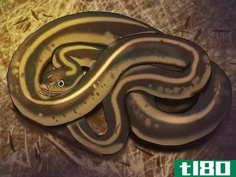 Image titled Identify Garden Snakes Step 1