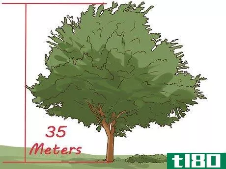 Image titled Identify an Elm Tree Step 3