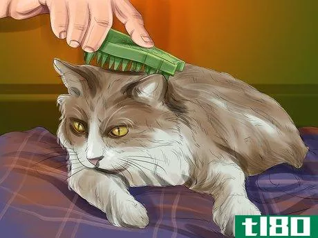 Image titled Groom a Senior Cat Step 5