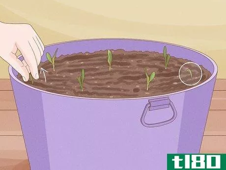 Image titled Grow Corn Indoors Step 8