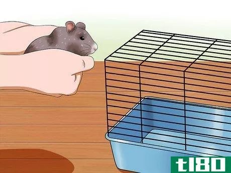 Image titled Get Hamsters to Stop Fighting Step 7