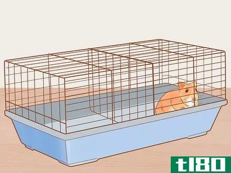 Image titled Introduce a New Hamster to Your Home Step 11