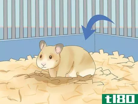 Image titled Give Your Hamster a Bath Step 16