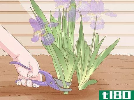 Image titled Grow Bearded Irises Step 12